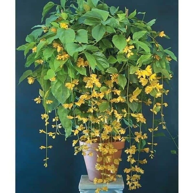 Cây giống lan Hoàng dương