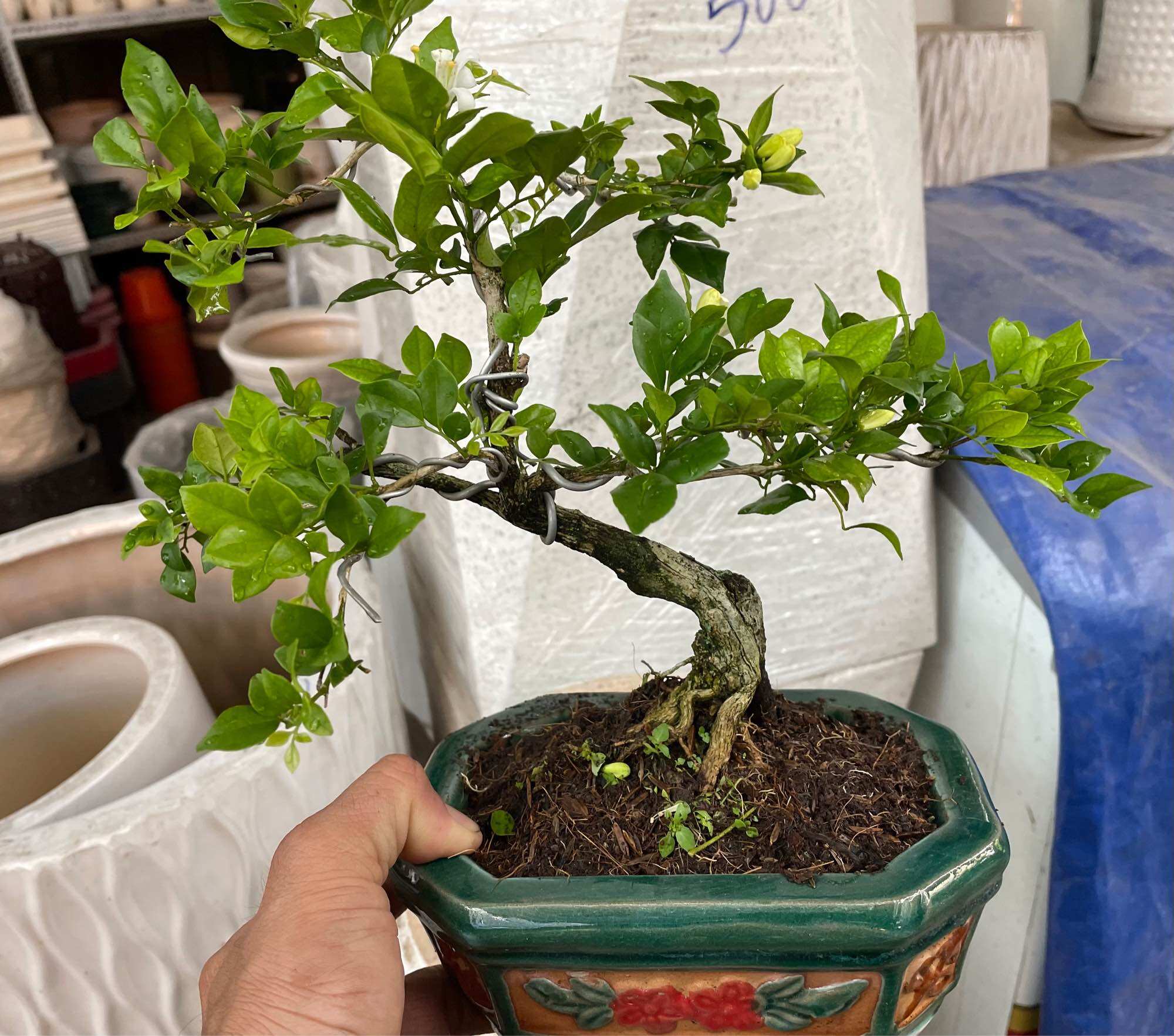 Cây Nguyệt quế bonsai mini có chậu chữ nhật