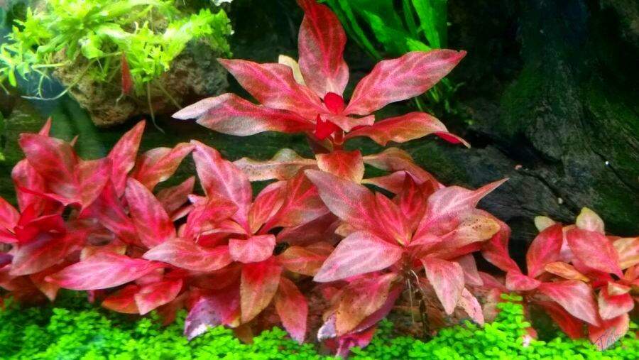 Huyết tâm lan gân trắng lá nước (3 cây) - cây thủy sinh