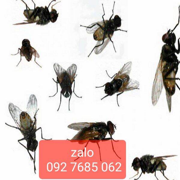 Thuốc diệt ruồi gói 50gr -100gr
