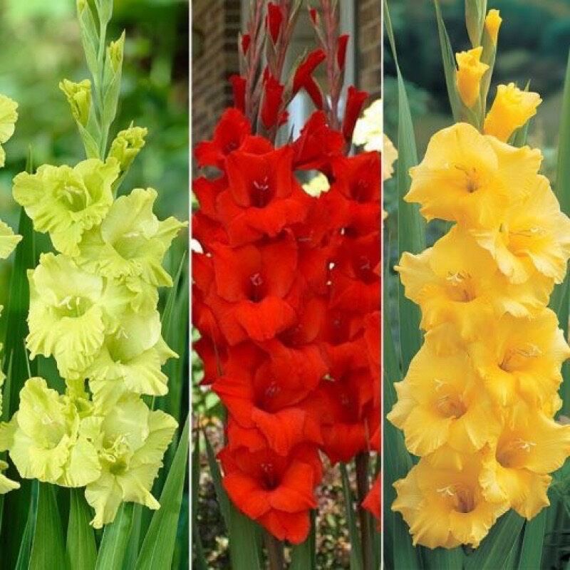 Củ hoa lay ơn hoa nở tết 1 củ