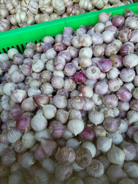 set 1kg tỏi cô đơn