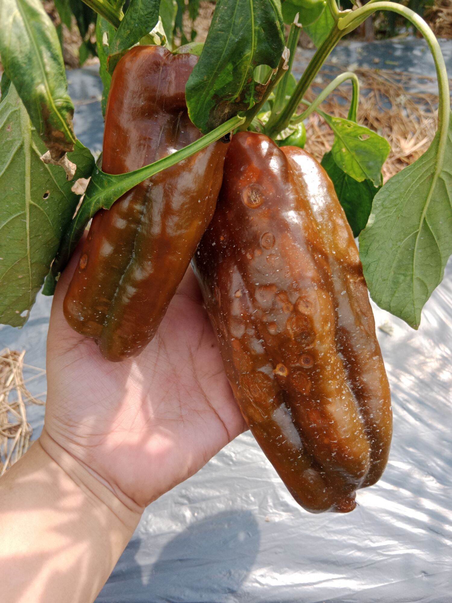 Hạt giống ớt sừng bò socola khổng lồ