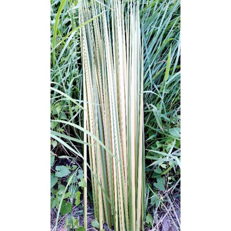 Lá dừa nước tươi 0,5kg