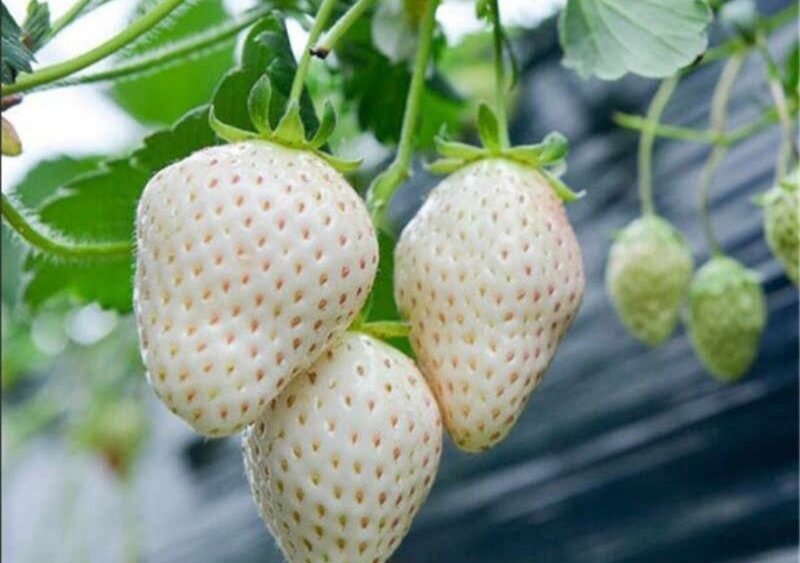 Combo 2 hộp Kem SÂM Thorakao 7g
