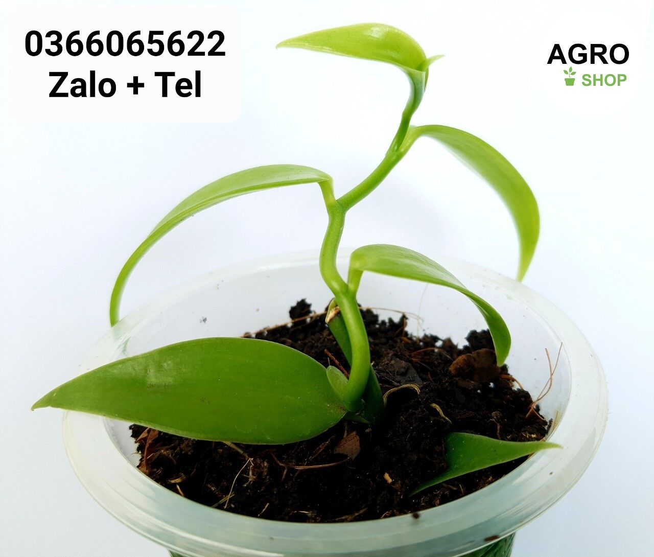 Lan vani | cây lan vanilla giống | cây vani | cây vanilla | vani | vanilla