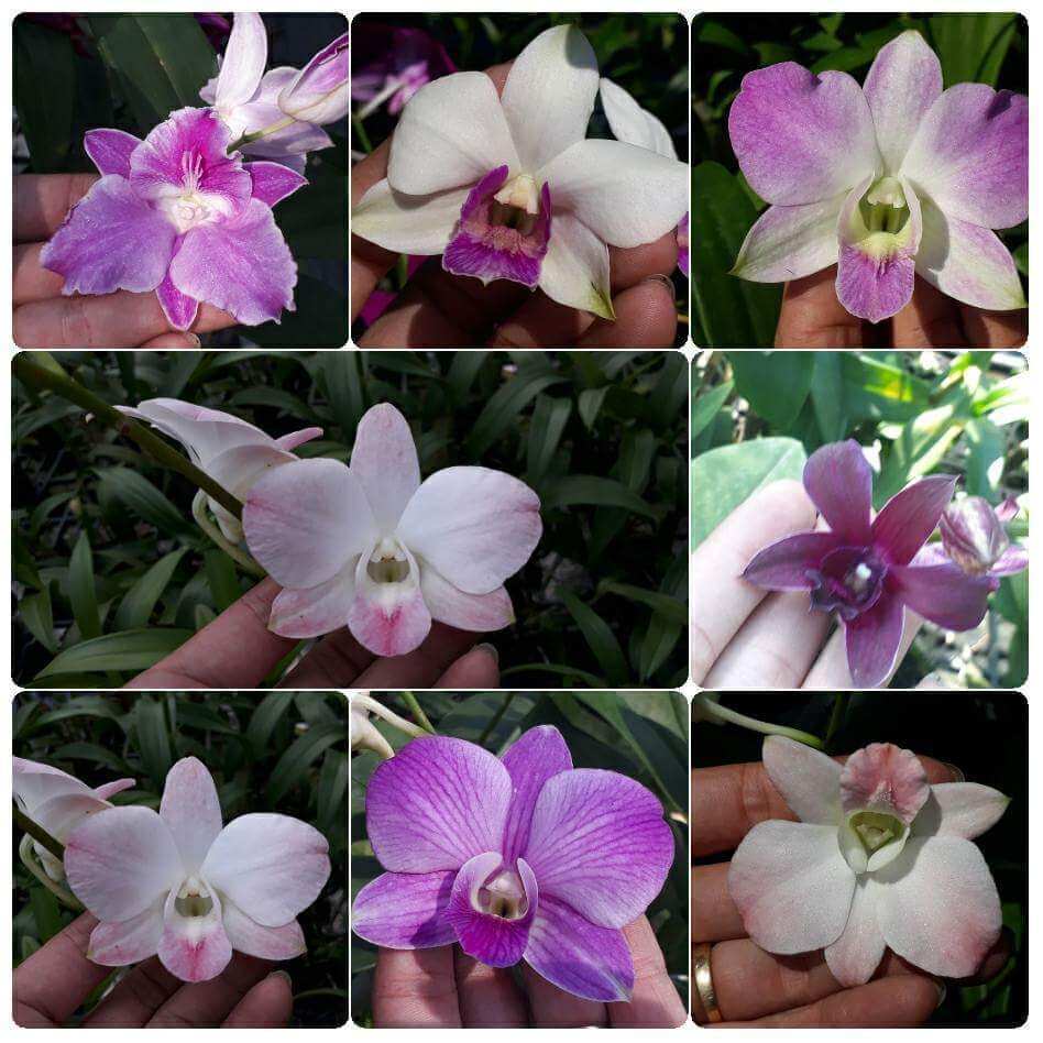 Combo hoa lan Dendro màu, nắng, mini.