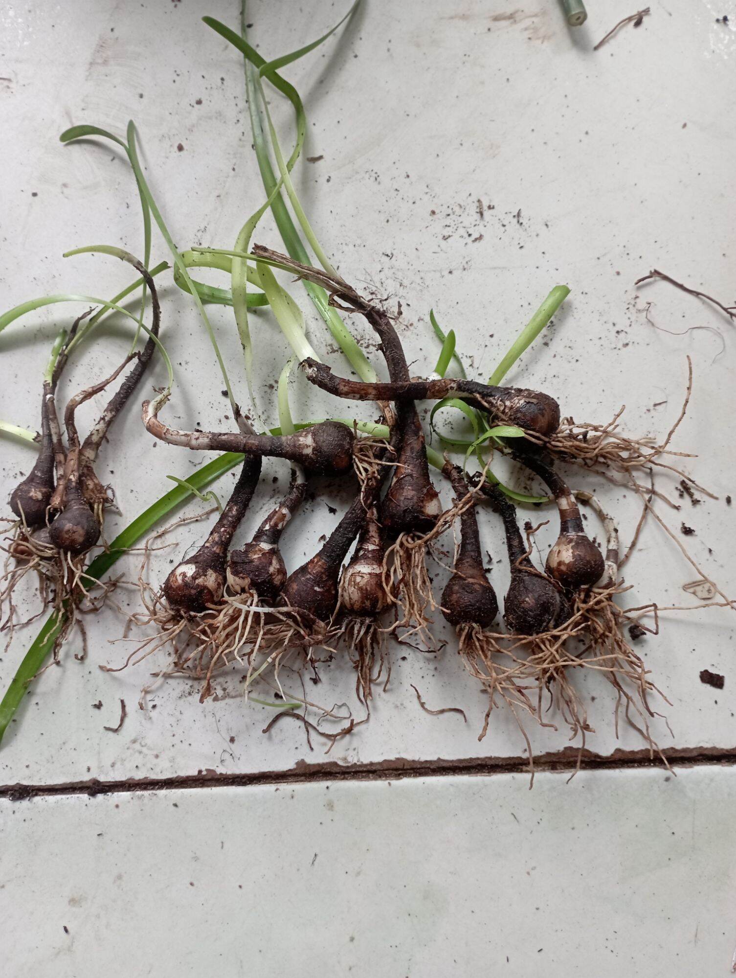 10 củ huệ mưa to như hình
