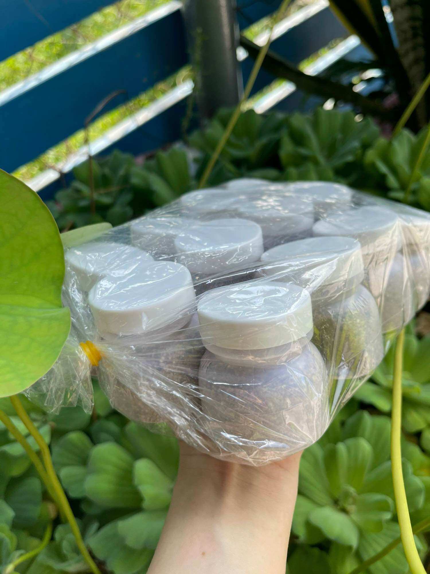 Tiêu lốp Tây Ninh siêu ngon hủ mini
