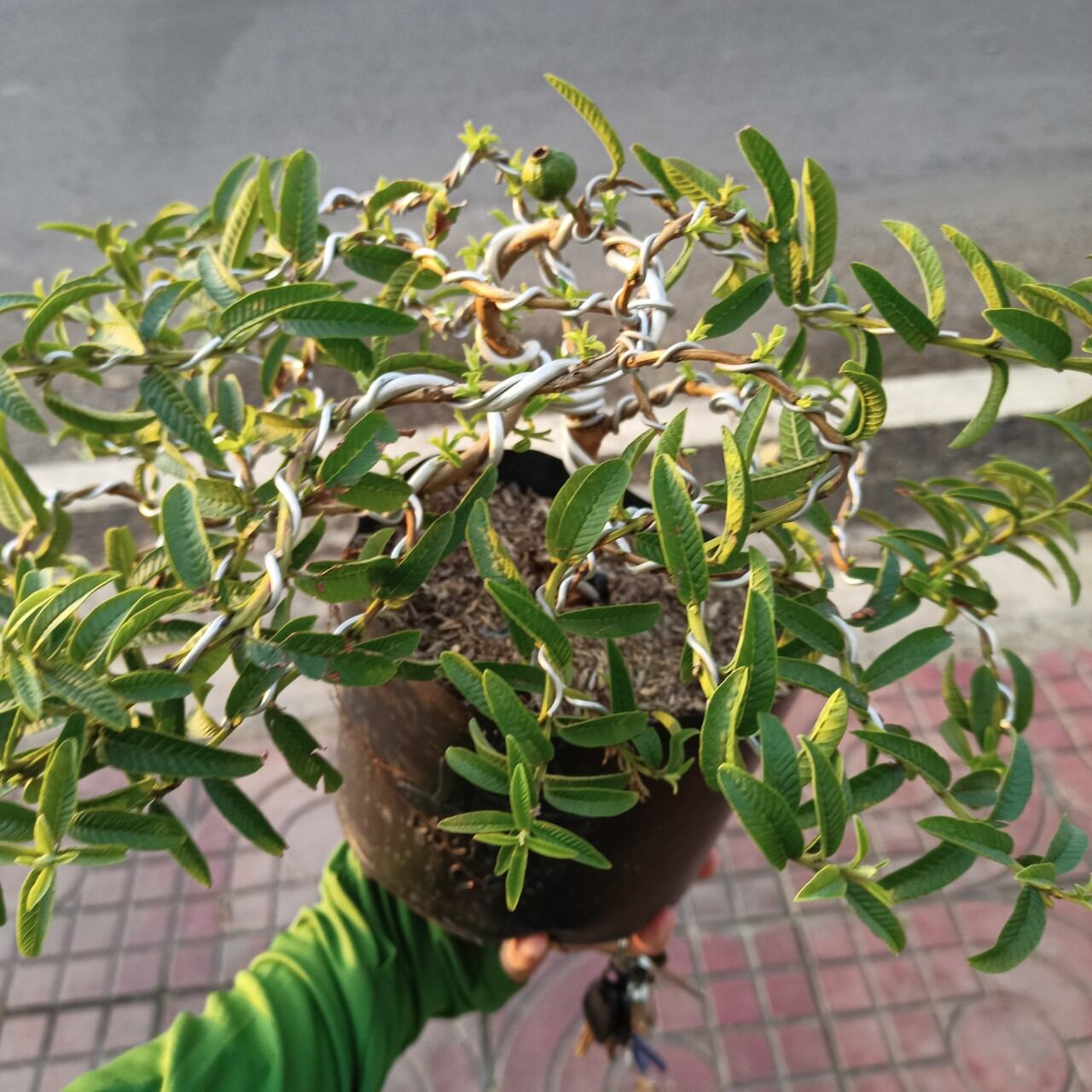Cây ổi lá kim bonsai đang có trái