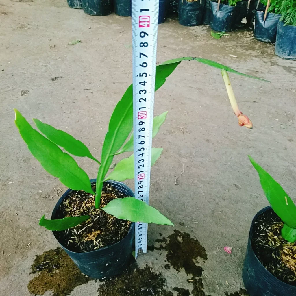 Cây Nhật Quỳnh  ( hoa thơm nở quanh năm)