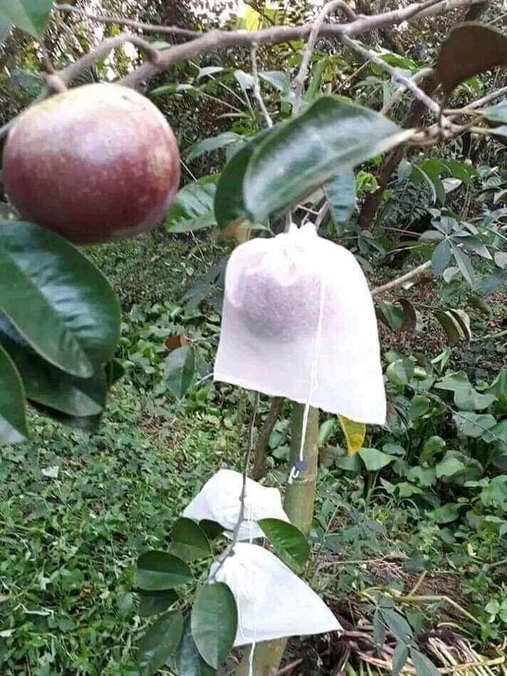 Túi bọc vú sữa