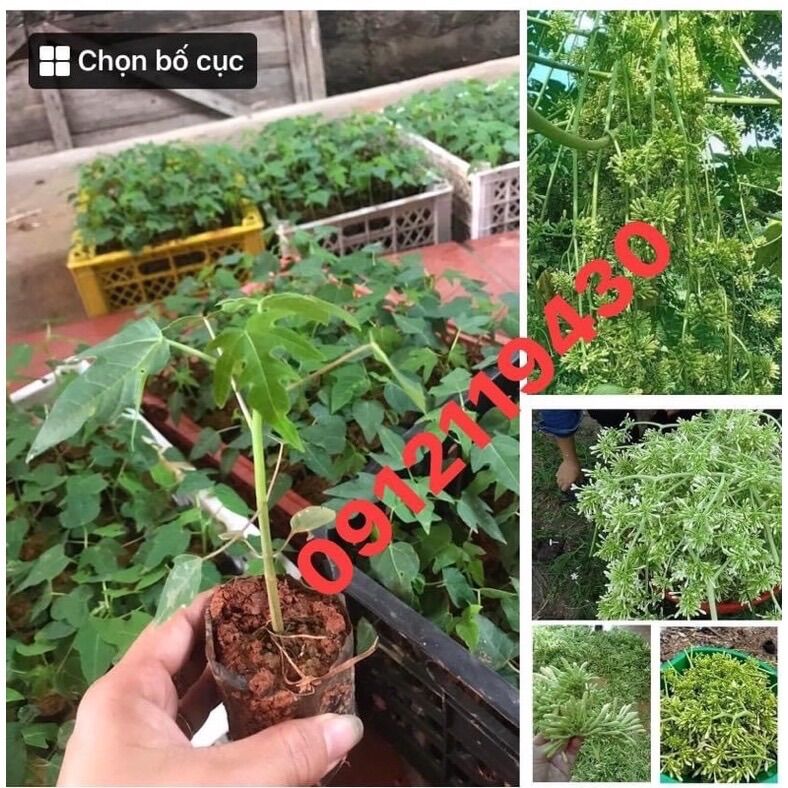 Cây giống hoa đu đủ đực siêu hoa