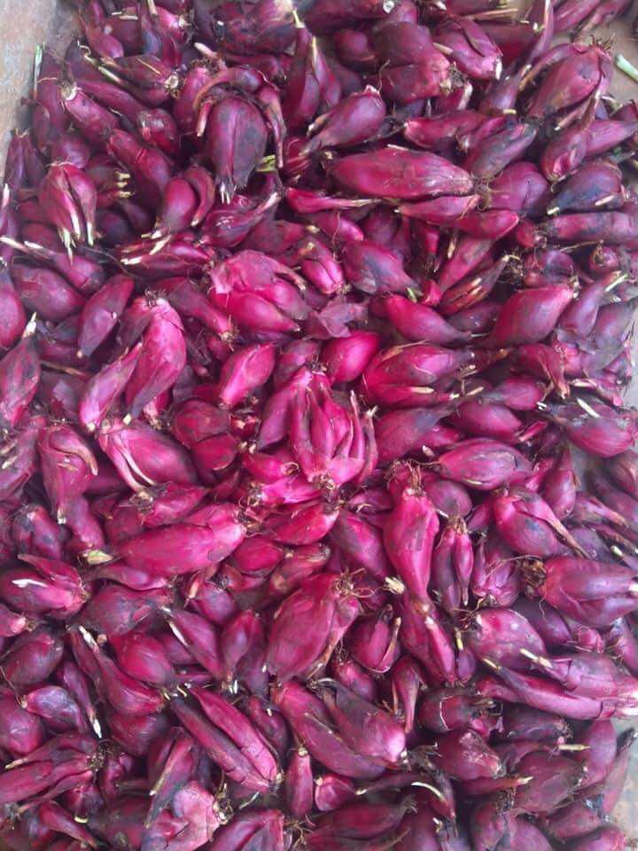 0,5kg Củ sâm đại hành tươi, dùng làm giống hoặc chế biến các món ăn, dược liệu