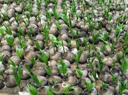 Cây giống dừa dứa siêu trái