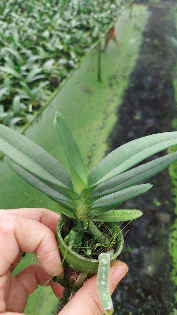 Cb 5 cây giống đai châu (ngọc điểm) thái đủ màu