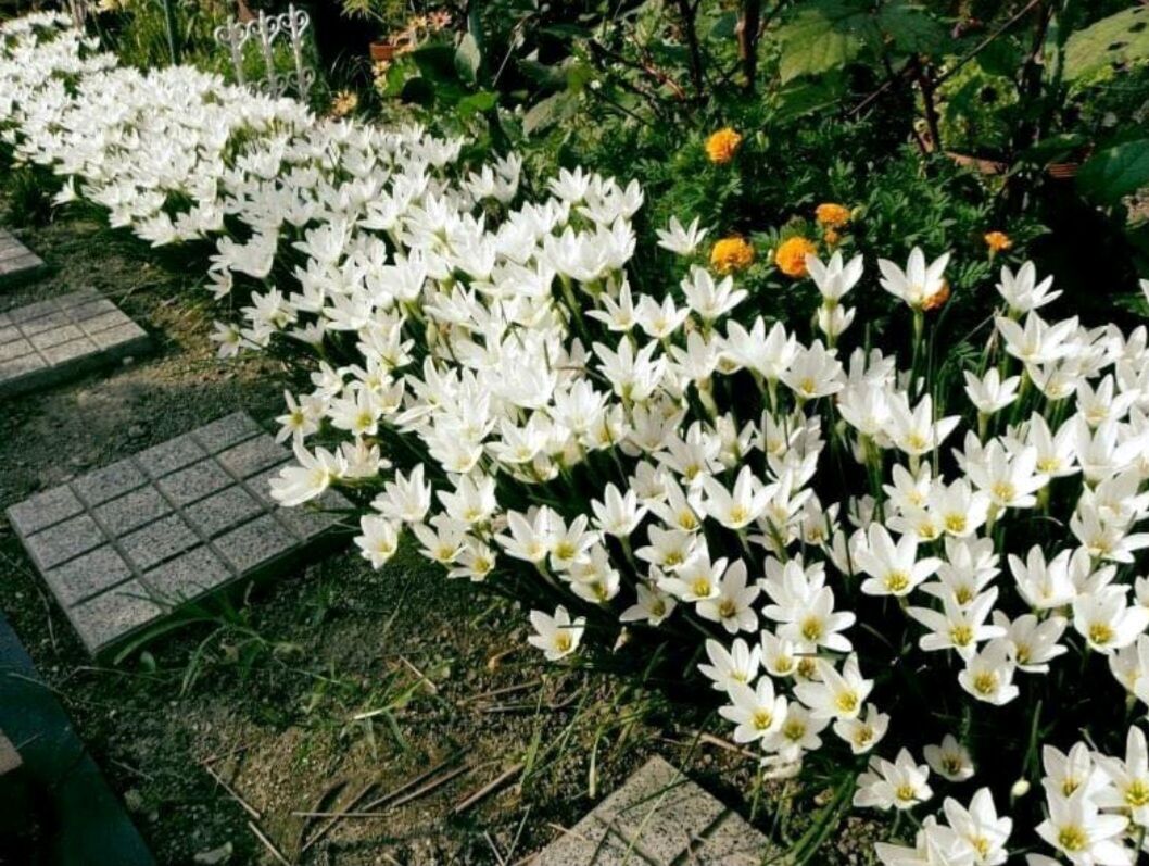 Củ Huệ Mưa màu trắng - Củ tóc tiên