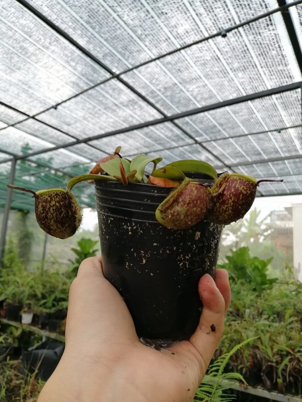 Nắp ấm Ampu các loại