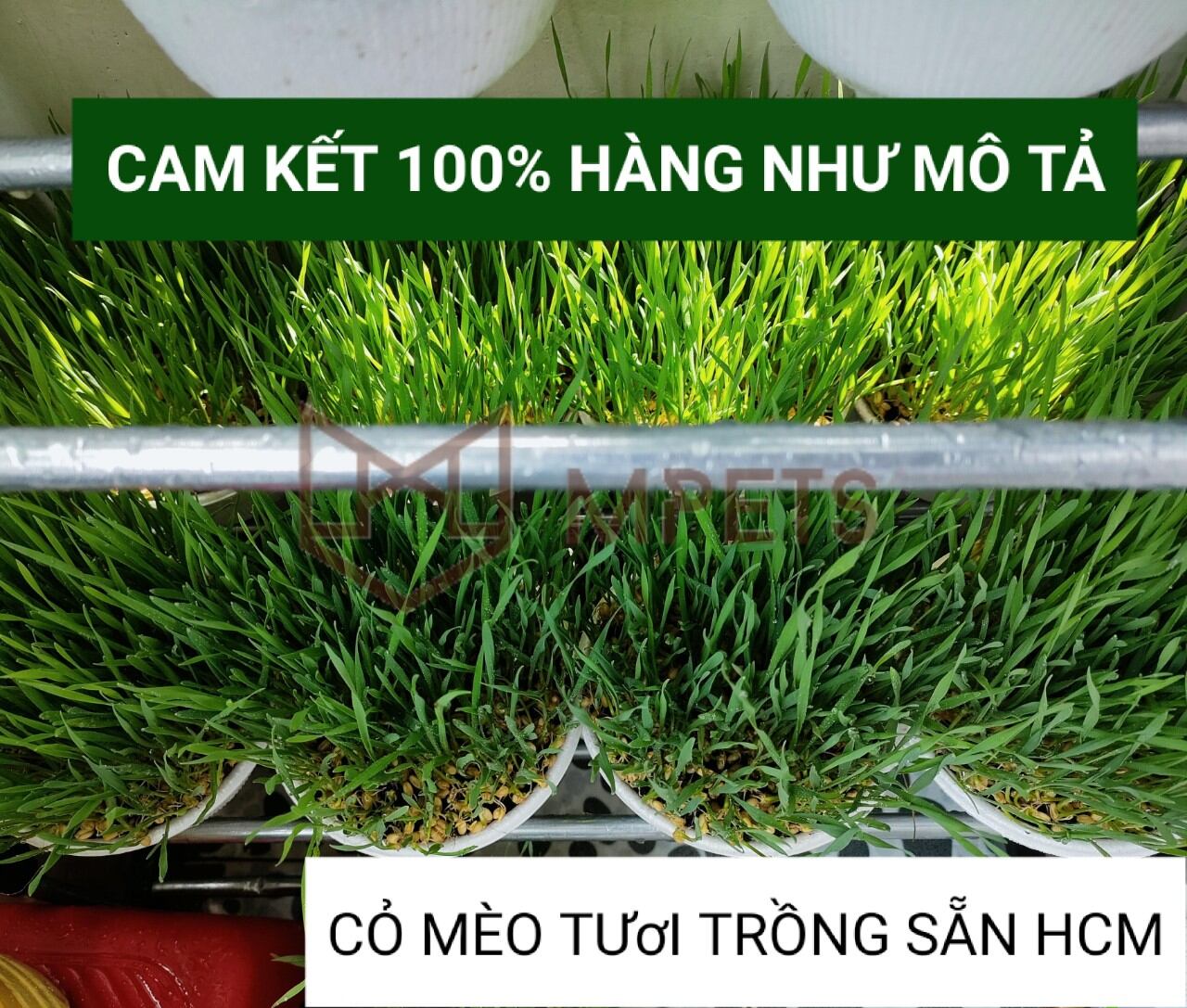 Cỏ Mèo Tươi Cho Mèo