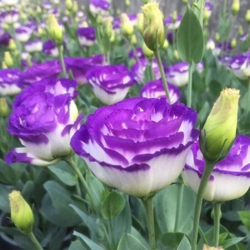 Chuẩn hoa 🌹 tết 🌸hạt giống hoa cát tường