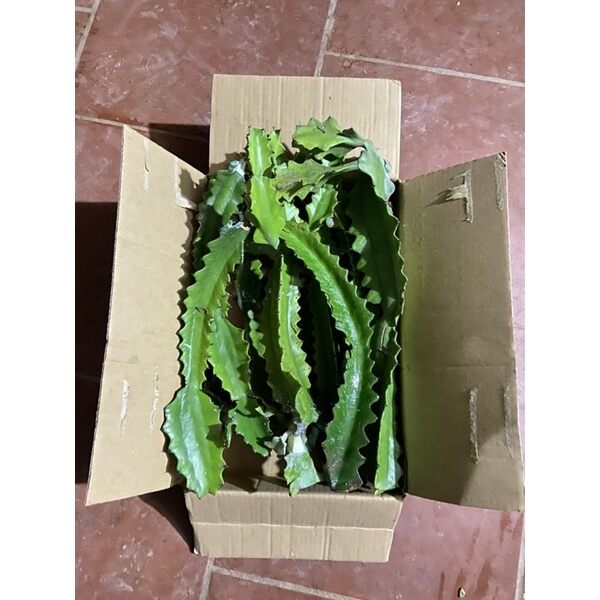 Xương rồng 3 cạnh