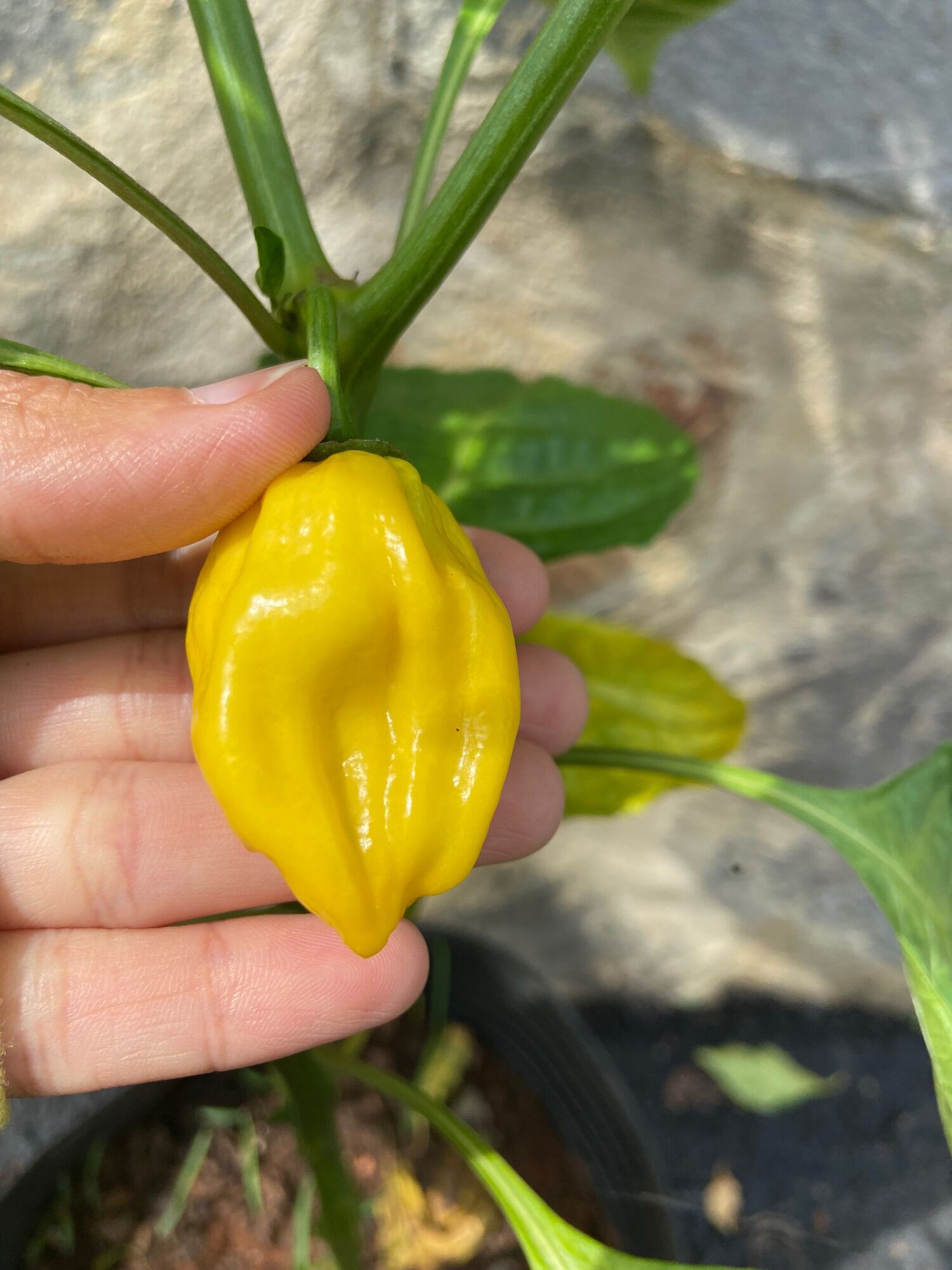 Quả ớt habanero vàng