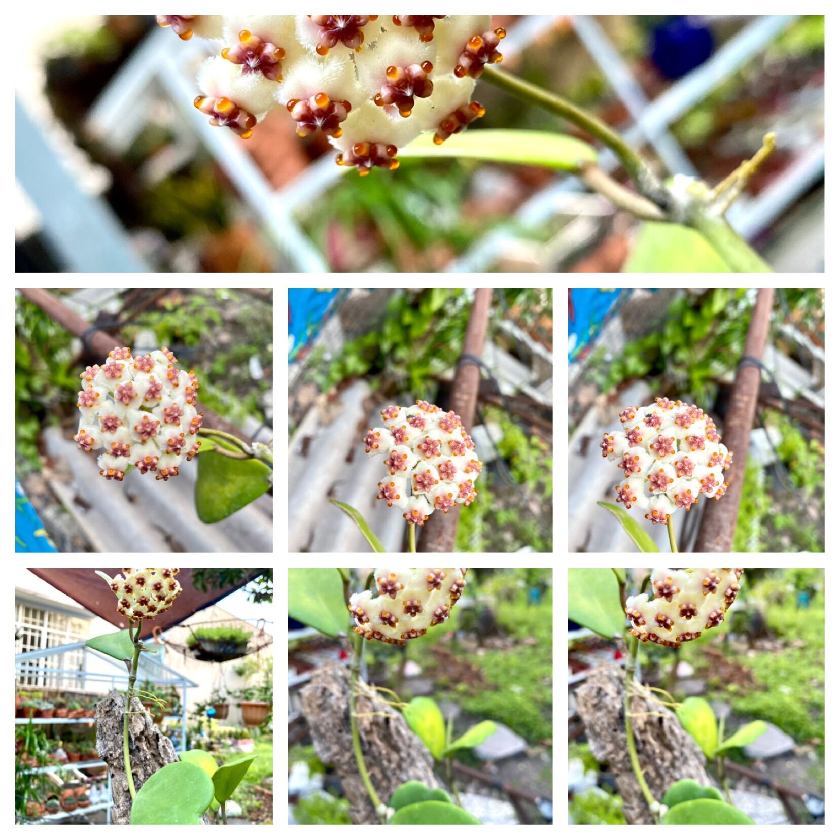Cẩm cù lá tim ( giao gốc)