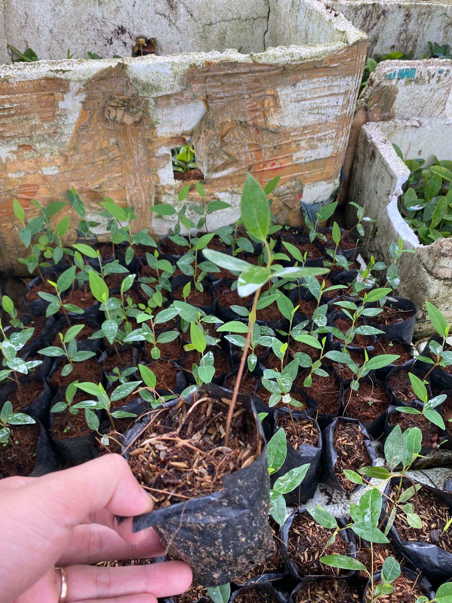 Cây bình bát ( cây giống )