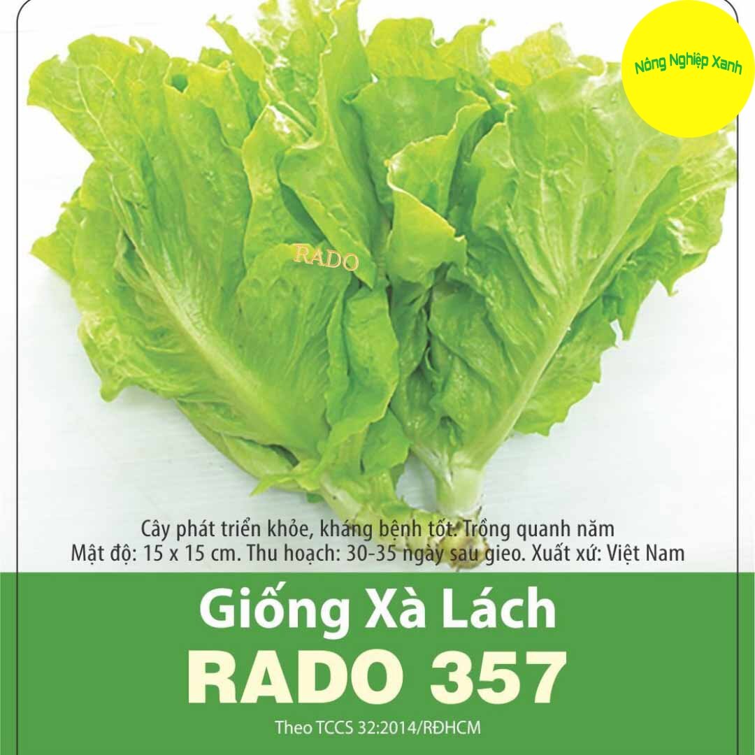 Hạt giống xà lách rado 357 dễ trồng, năng suất cao