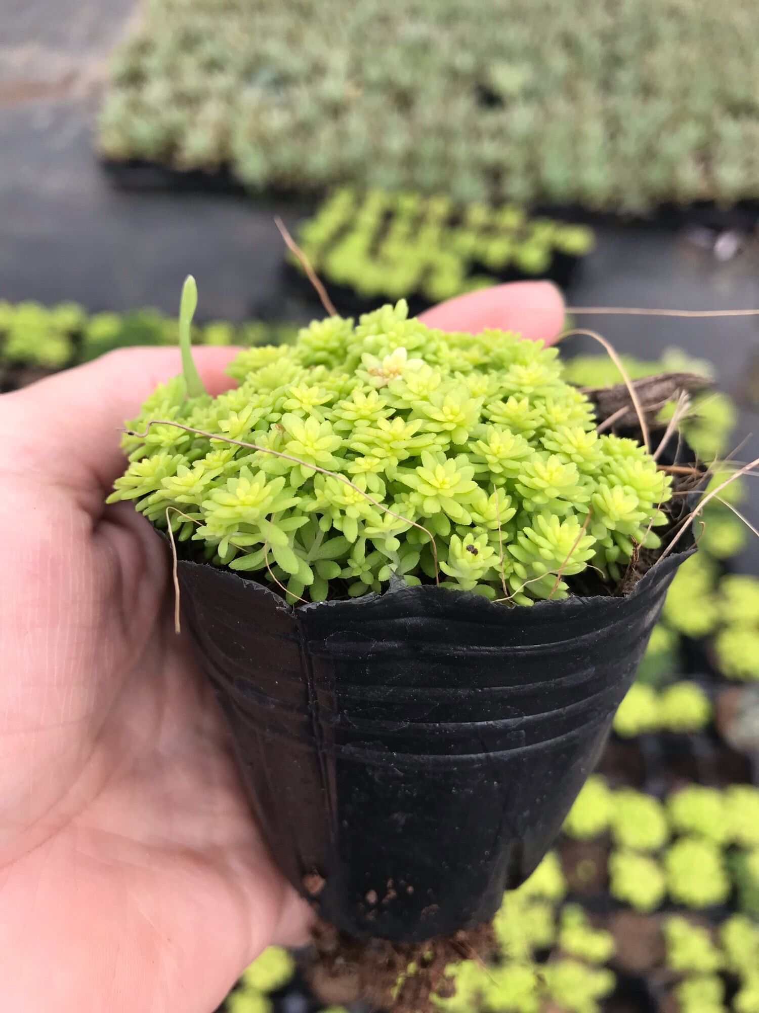 Sen đá sedum gold cute size bầu