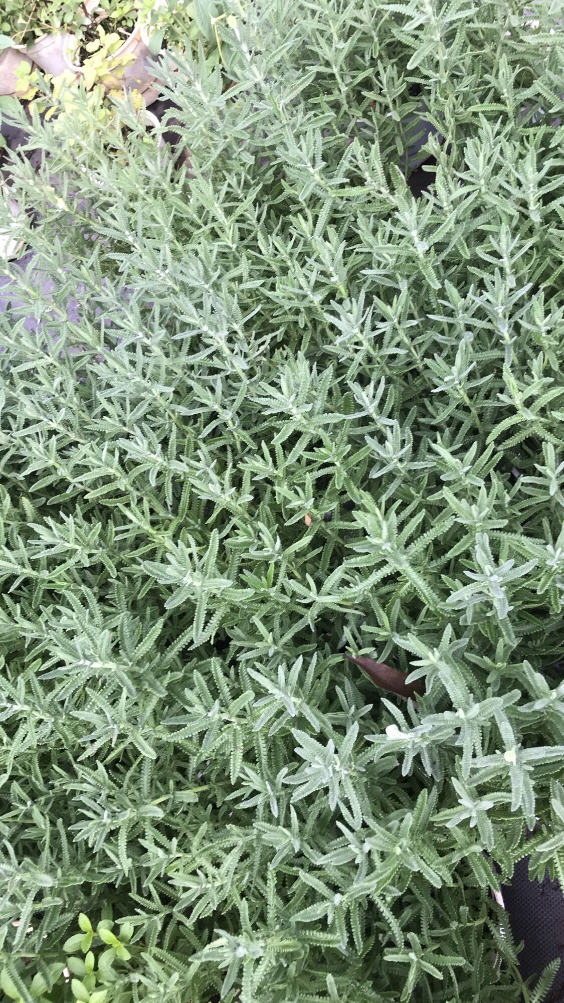 Cây oải hương lavender lớn