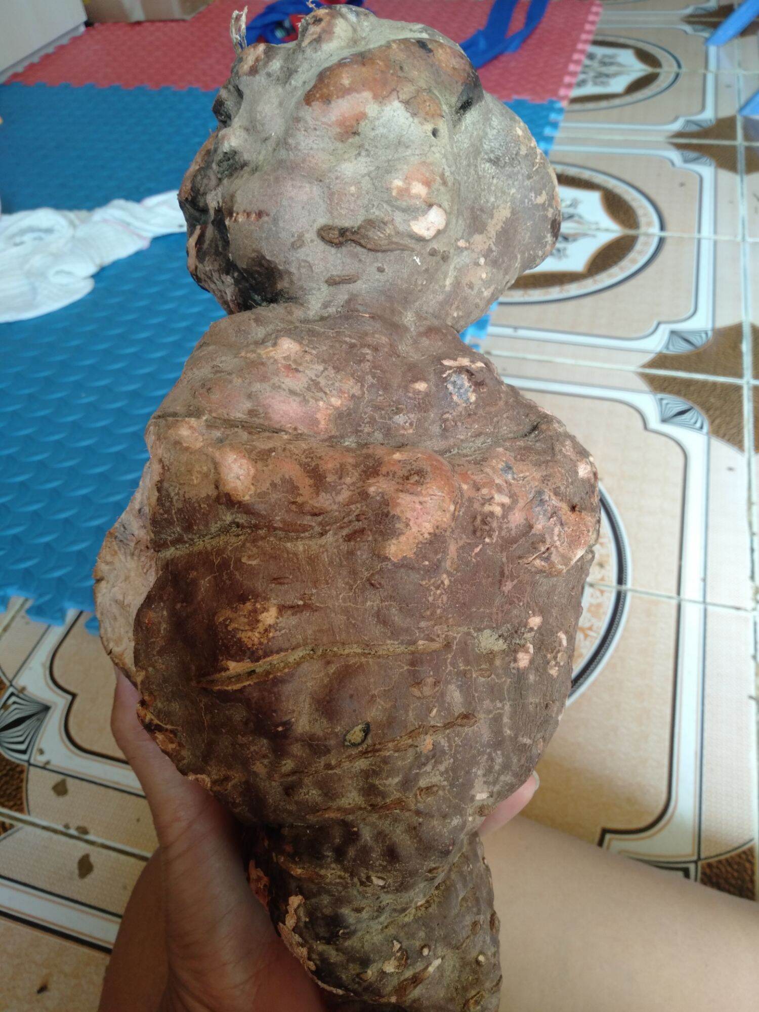 Củ hà thủ ô tươi rừng tây bắc size 1, 2kg