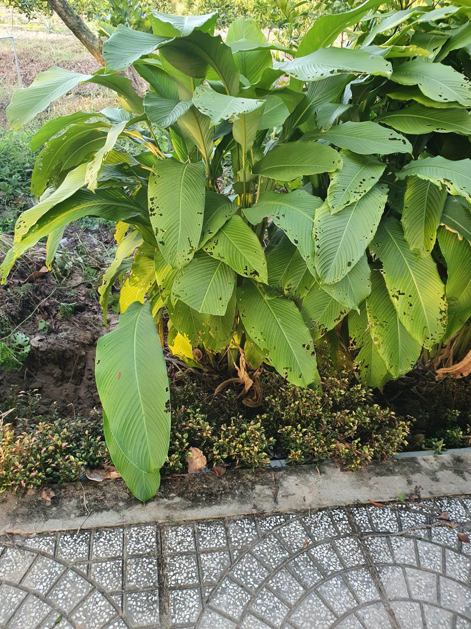 củ lùn giống 10 cây(củ)