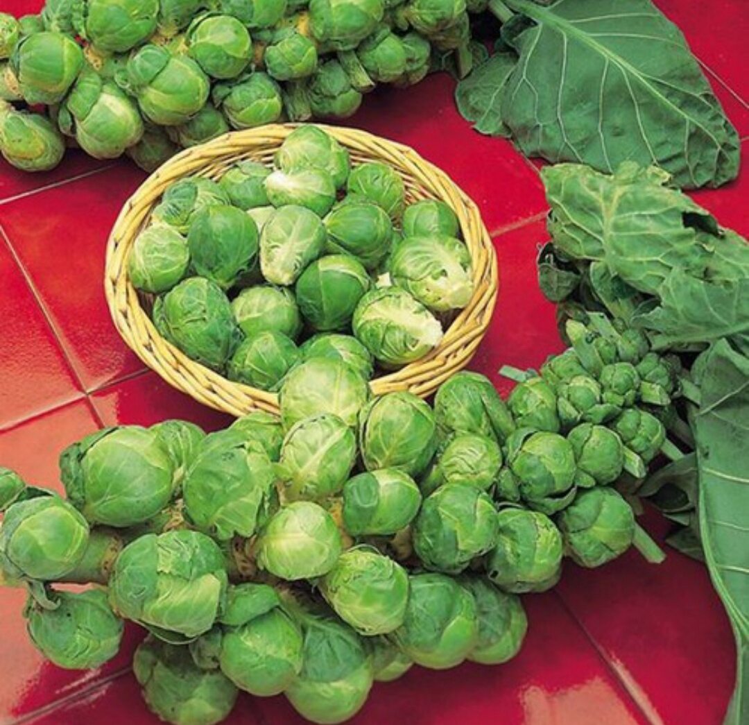 Hạt Giống Bắp Cải Tí Hon Gói 1g