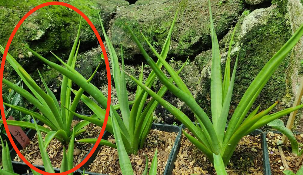 Cây lưỡi hổ lai - Sansevieria Fufu