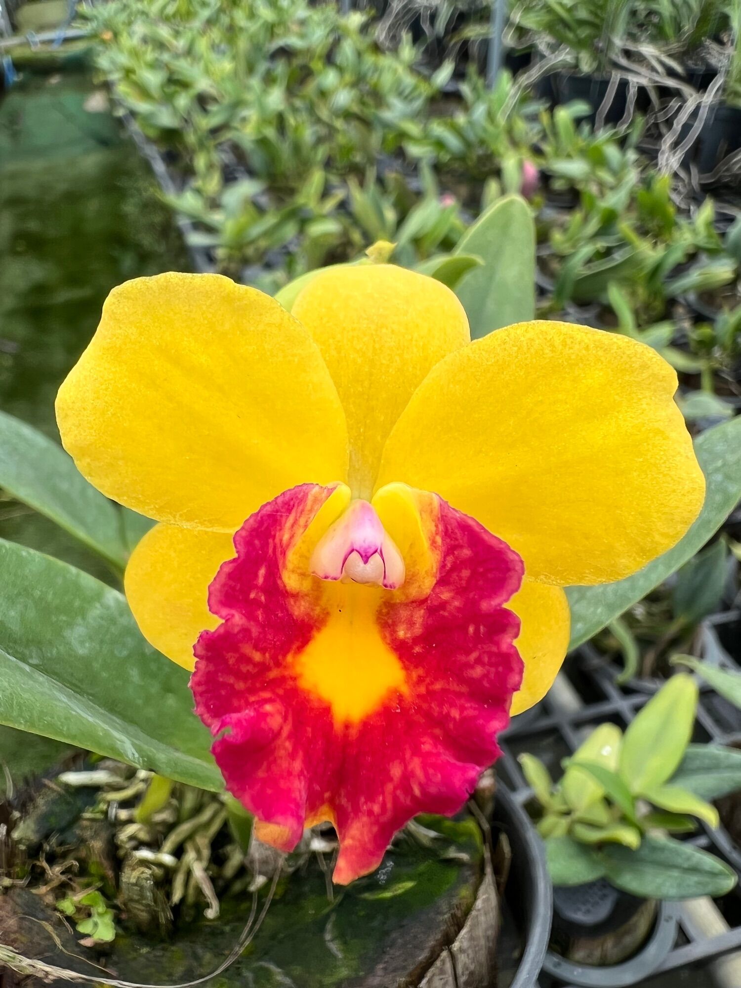 🌺🌺Cat siêu mini . 👉 Cattleya Jungle Beau. Cây mini nên hoa cũng mini nhưng cực kì dễ thương. Cây dễ trồng, có thể trồng chậu hoặc ghép gỗ Hoa màu vàng lưỡi đỏ rất nổi bật.