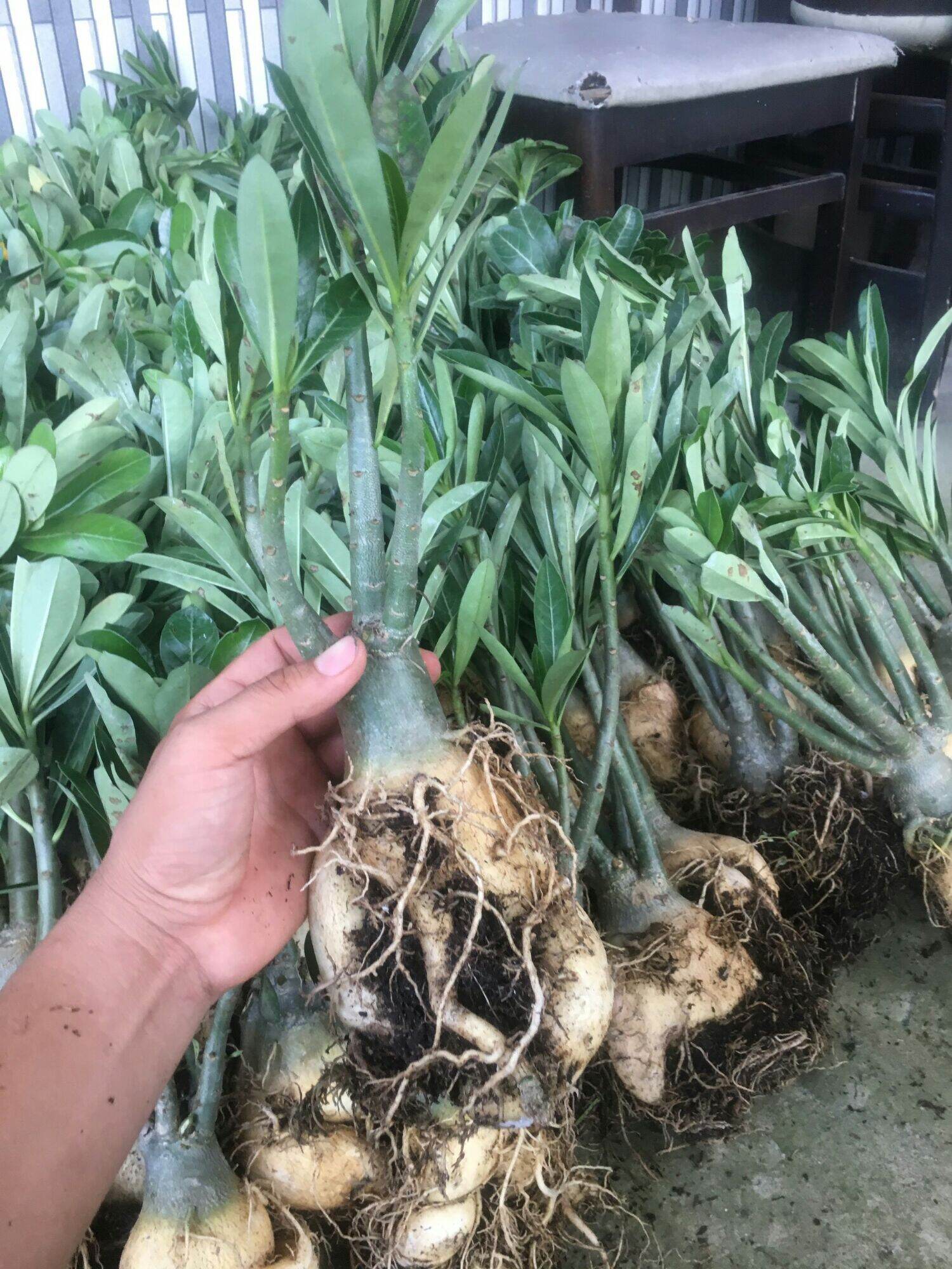 Cây hoa sứ thái