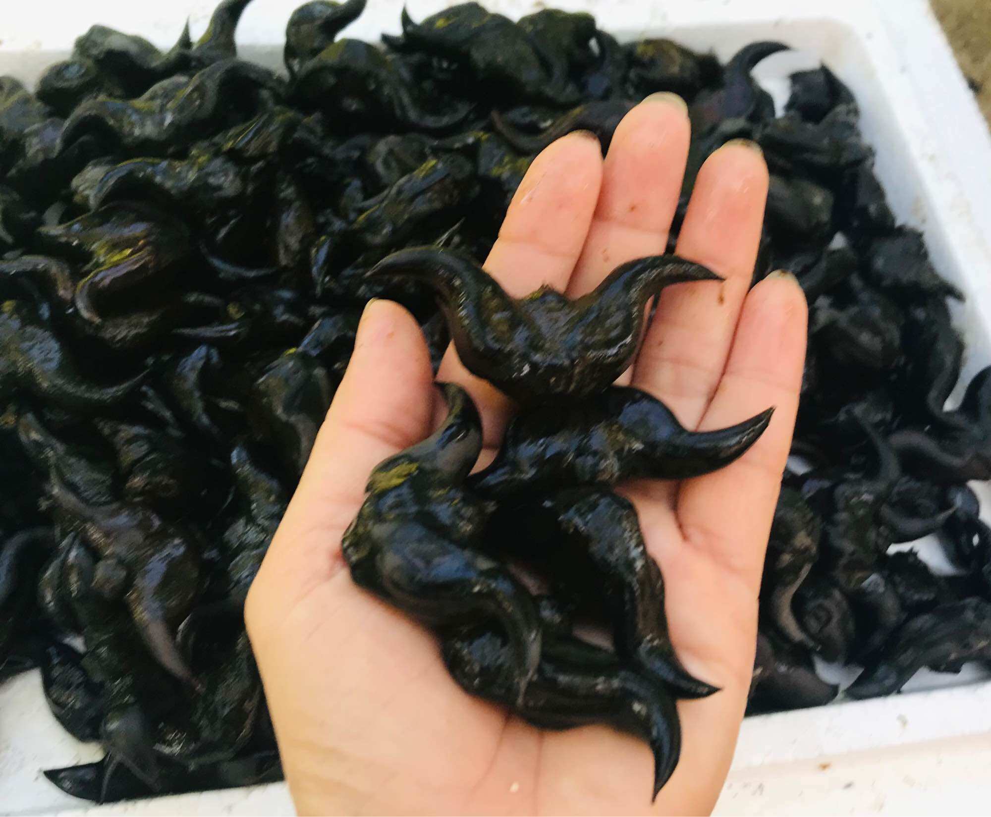 Củ ấu giống 15 củ