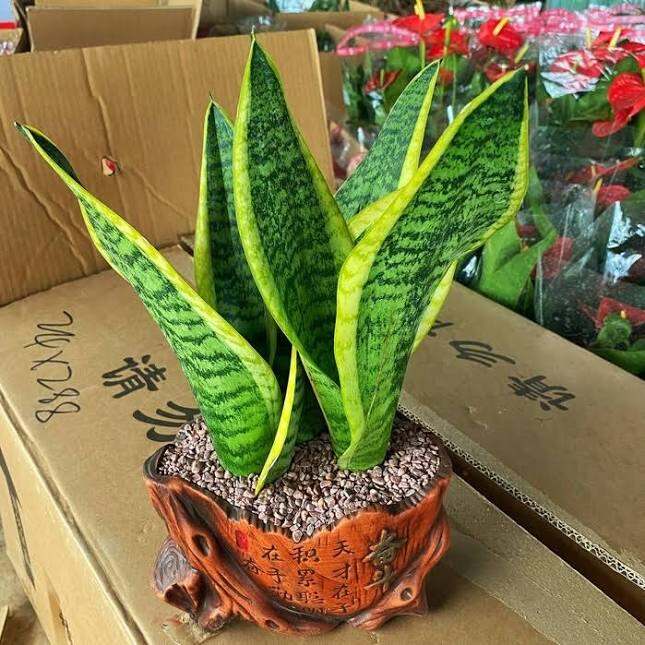 Cây lưỡi hổ Thái búp sen viền vàng (không chậu)