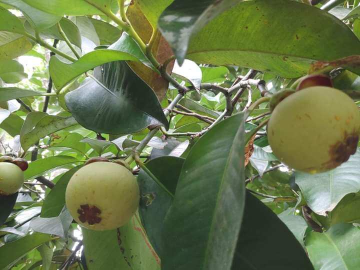 2kg Măng cục xanh làm gỏi hoặc chấm muối ăn