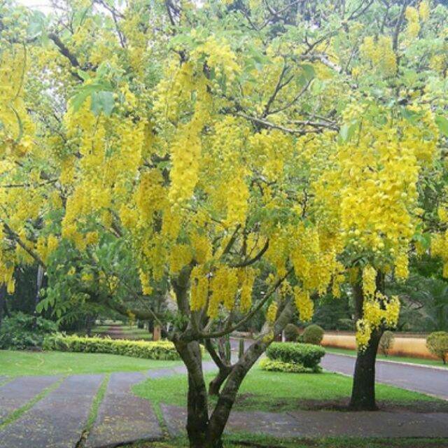The Golden Osaka Tree Is 50-60cm Tall.