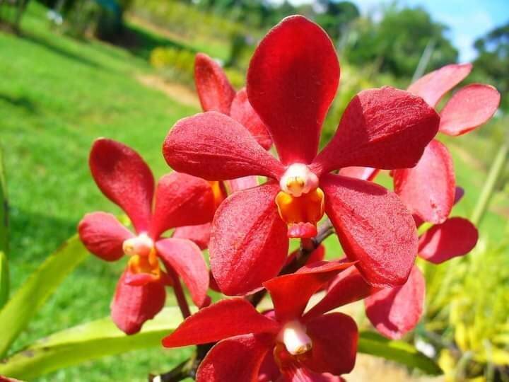 5 Cây lan giống Mokara(cao20-30cm) đỏ,vàng,tím,hồng,trắng-SHOP148