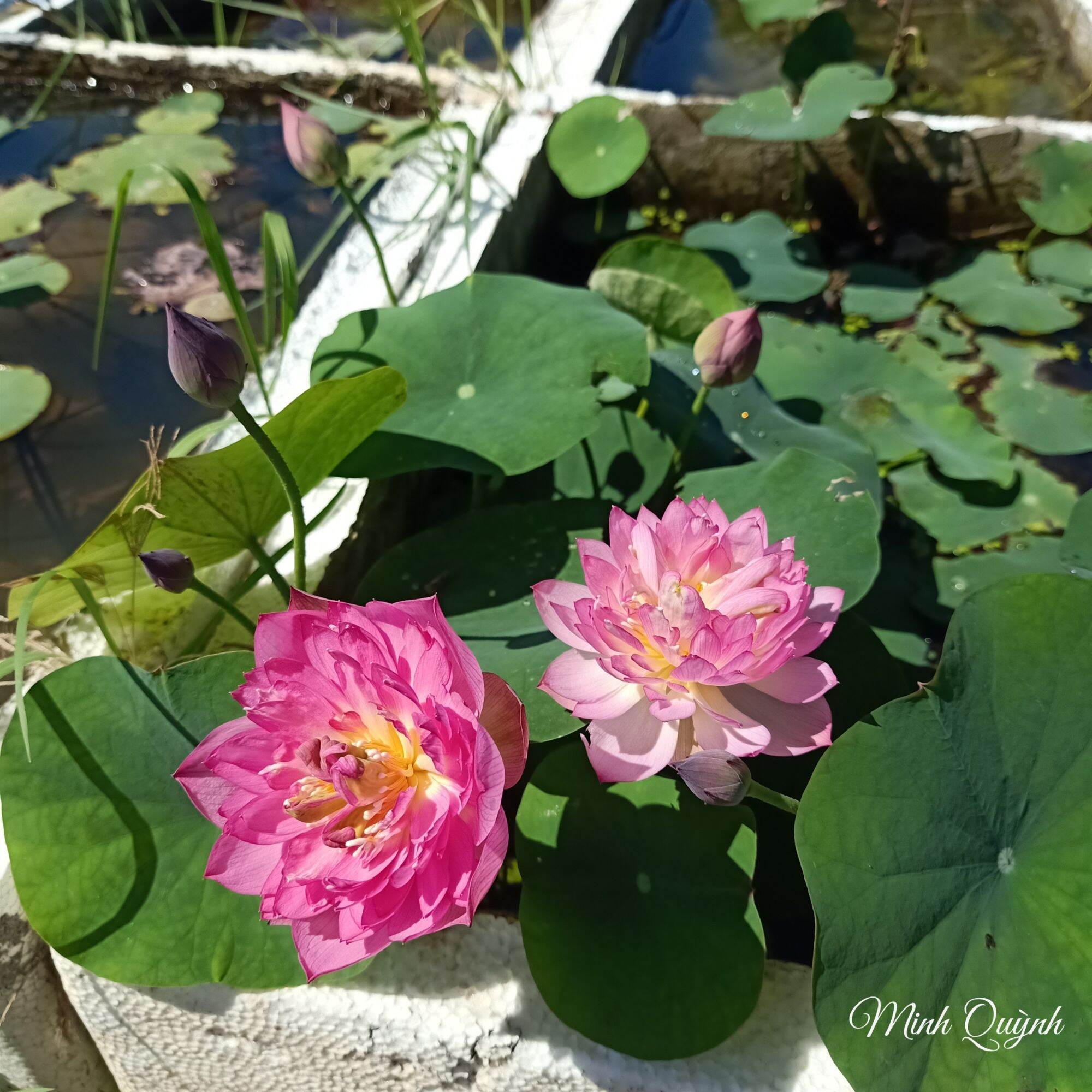 Củ sen mini Pink Butterfly