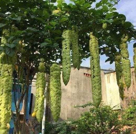 cây huyền trân công chúa