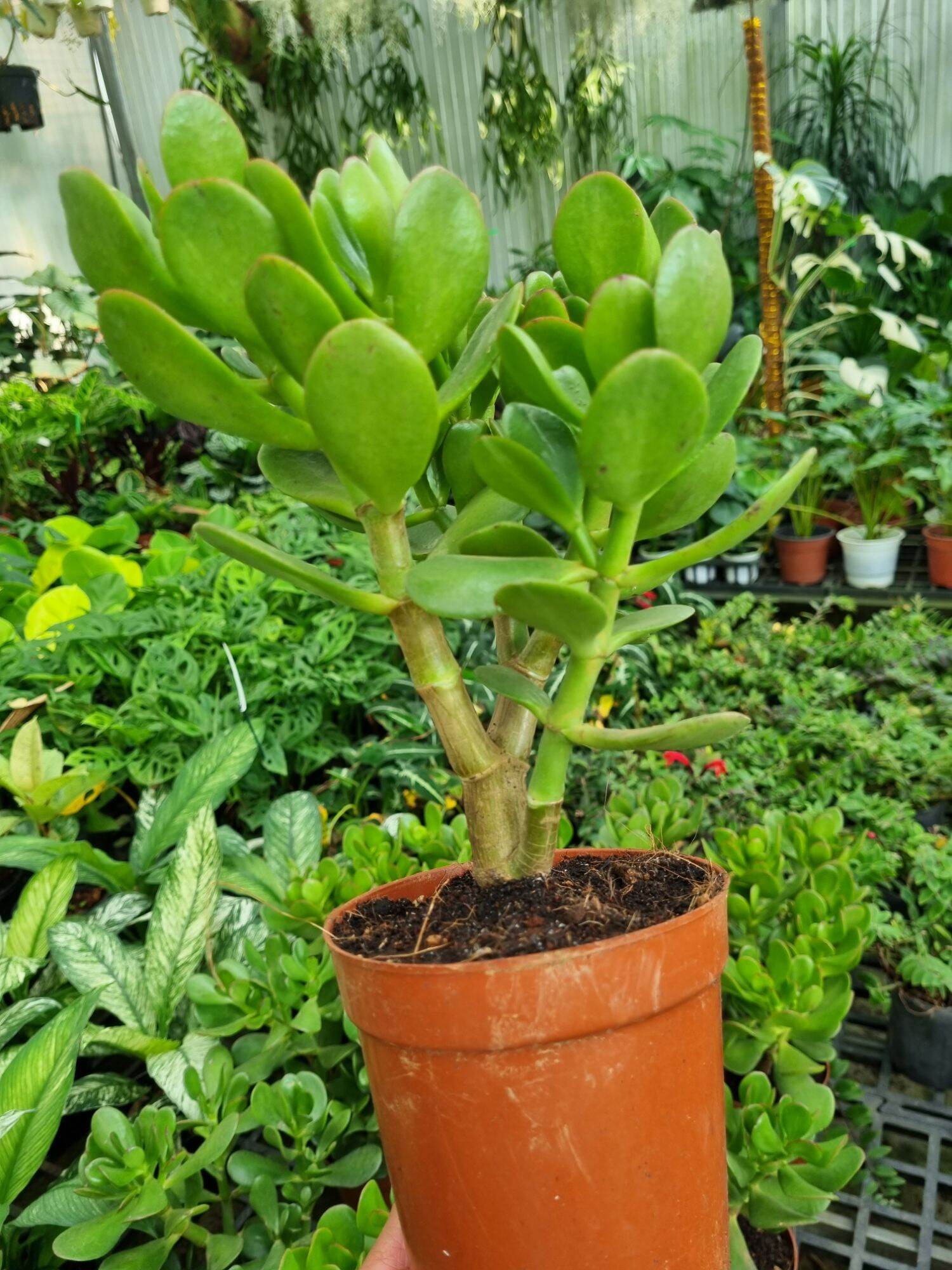 Cây sen đá ngọc bích