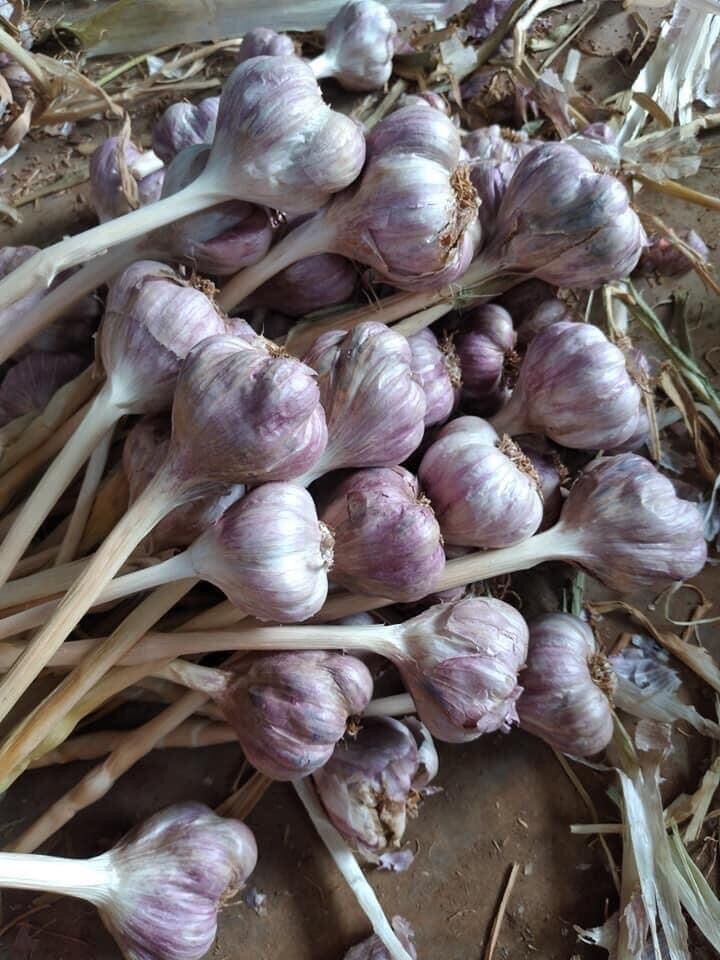 Tỏi tía ta khô 1kg