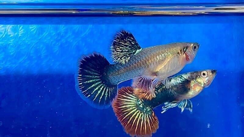 rồng đỏ - guppy trang trí hồ
