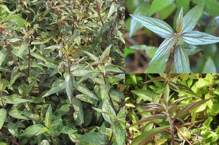 [Chỉ giao Miền Nam]Cây giống bọ mắm / thuốc dòi thân tím (40 nhánh/cây giống)