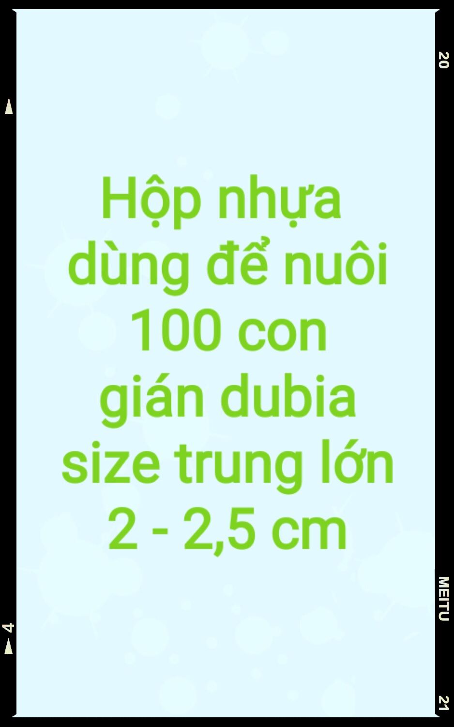 Hộp nhựa dùng để nuôi 100c gián dubia size trung lớn 2-2,5cm.