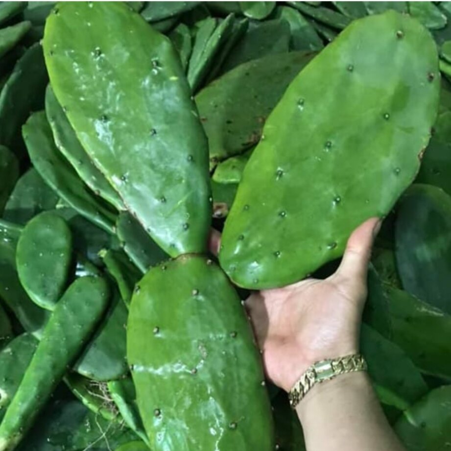 Xương rồng tai thỏ tươi 1kg